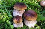 Где собирать грибы в смоленской области Виды ложных грибов